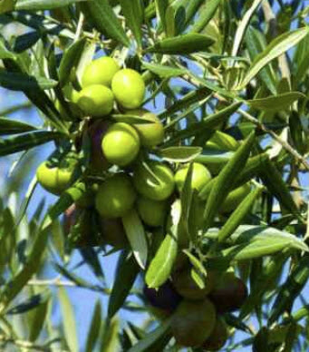 ต้นมะกอกโอลีฟ (Olea europaea) สูง 20-30 ซ.ม. / ต้น