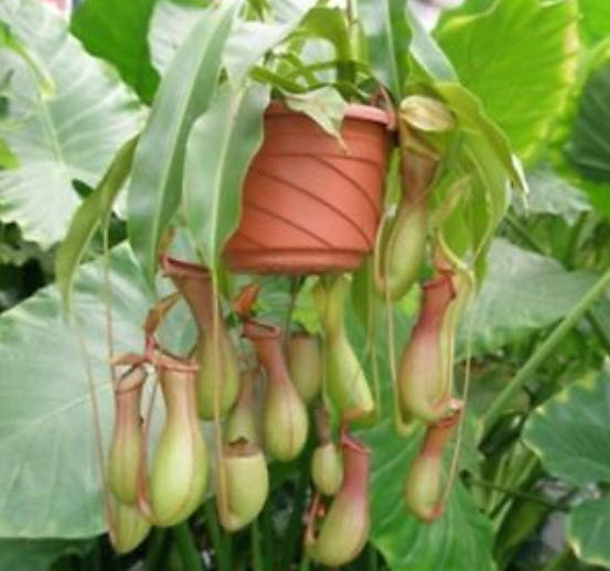 หม้อข้าวหม้อแกงลิง (Nepenthes) ทรงสูง คละ / 50 เม็ด
