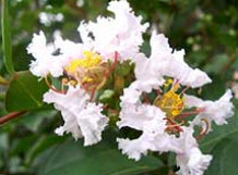 ต้นยี่เข่ง ดอกขาว สูง 30-50 ซม. / ต้น