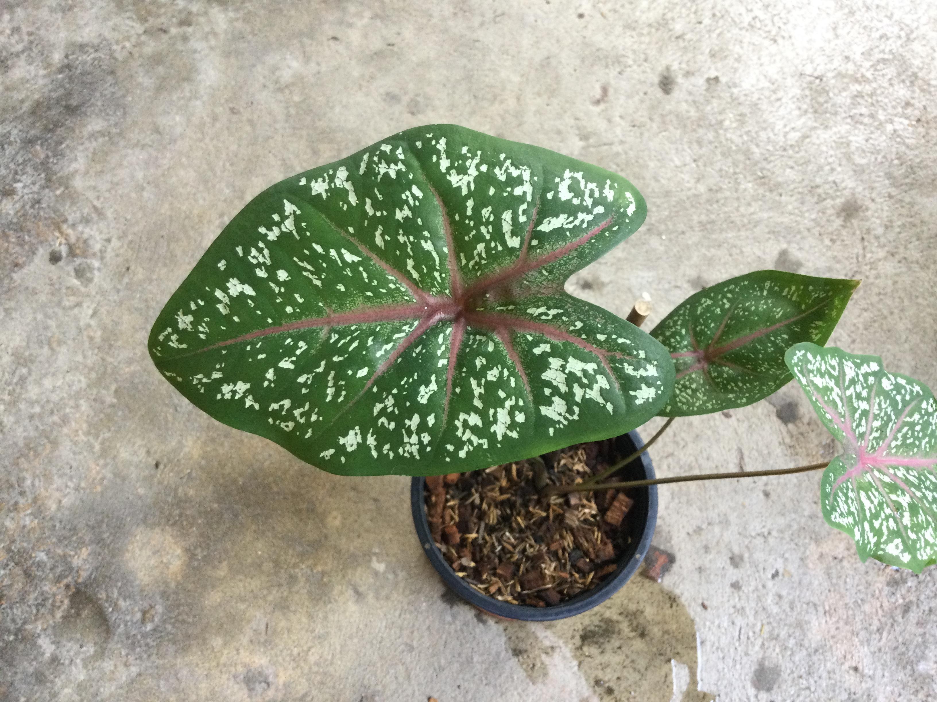 ต้นบอนนกศรีอุษา กระถาง 6 นิ้ว