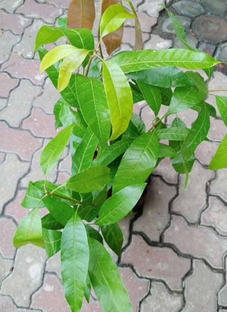 ต้น มะม่วงเบา มะม่วงตอแหล ลูกม่วงเบา เพาะเมล็ด สูง 50-80 ซ.ม. / ต้น