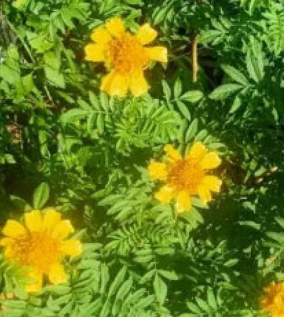 ดาวเรืองพื้นเมือง (Native Marigold) / 300 เม็ด หายากมาก