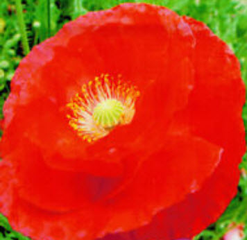 คอร์น ป๊อปปี้ (Corn Poppy) สีแดง / ซอง 100 เม็ด