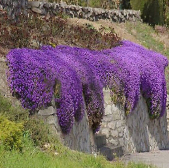 ร็อคคริส (Rock Cress) สีม่วง / 50 เม็ด
