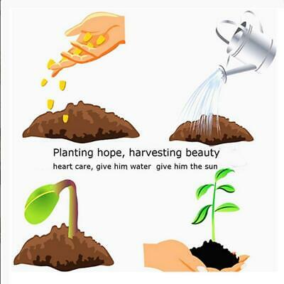 ไทร บอนไซ (Weeping Fig) / 20 เม็ด (นอก)