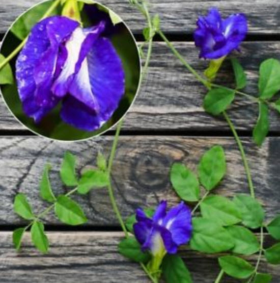 อัญชัน สีม่วง ซ้อน / 30 เม็ด