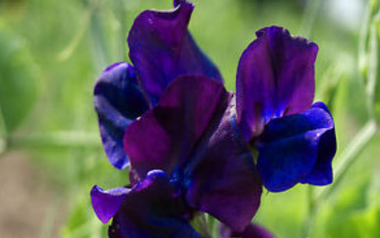 สวีทพี รอยัล เนวี่ บลู (Sweet Pea Royal Navy Blue) / 15 เม็ด (UK)