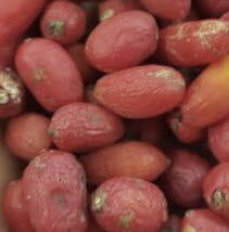 อโกลนีมา เสือพราน 3 สี (Aglaonema pictum tricolor) / เม็ด (UK)