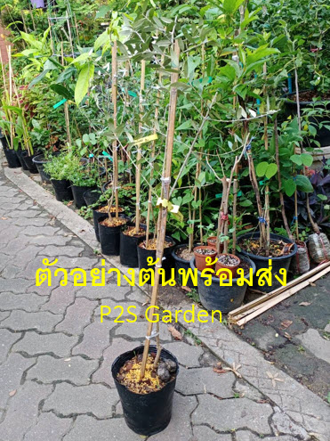 ต้นมะกอกโอลีฟ Olive - Leccino สูง 80-100 ซ.ม. (Italy)