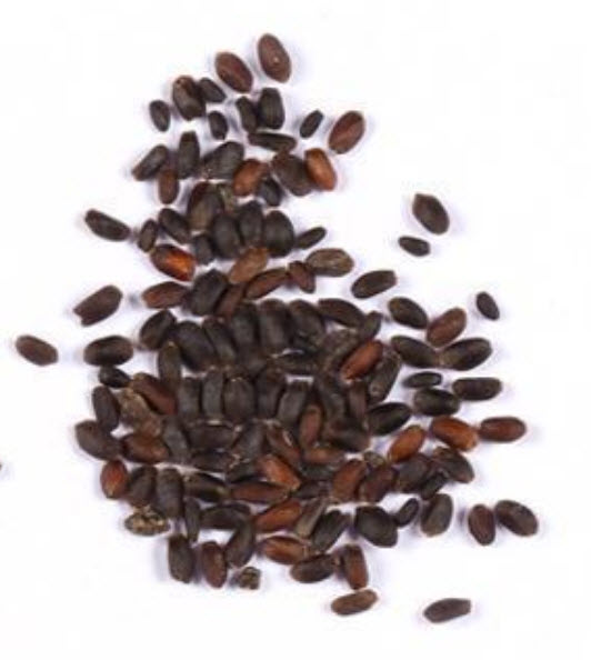 ซาราซีเนีย (Sarracenia) สีขาว-เขียว / 50 เม็ด (หายาก)