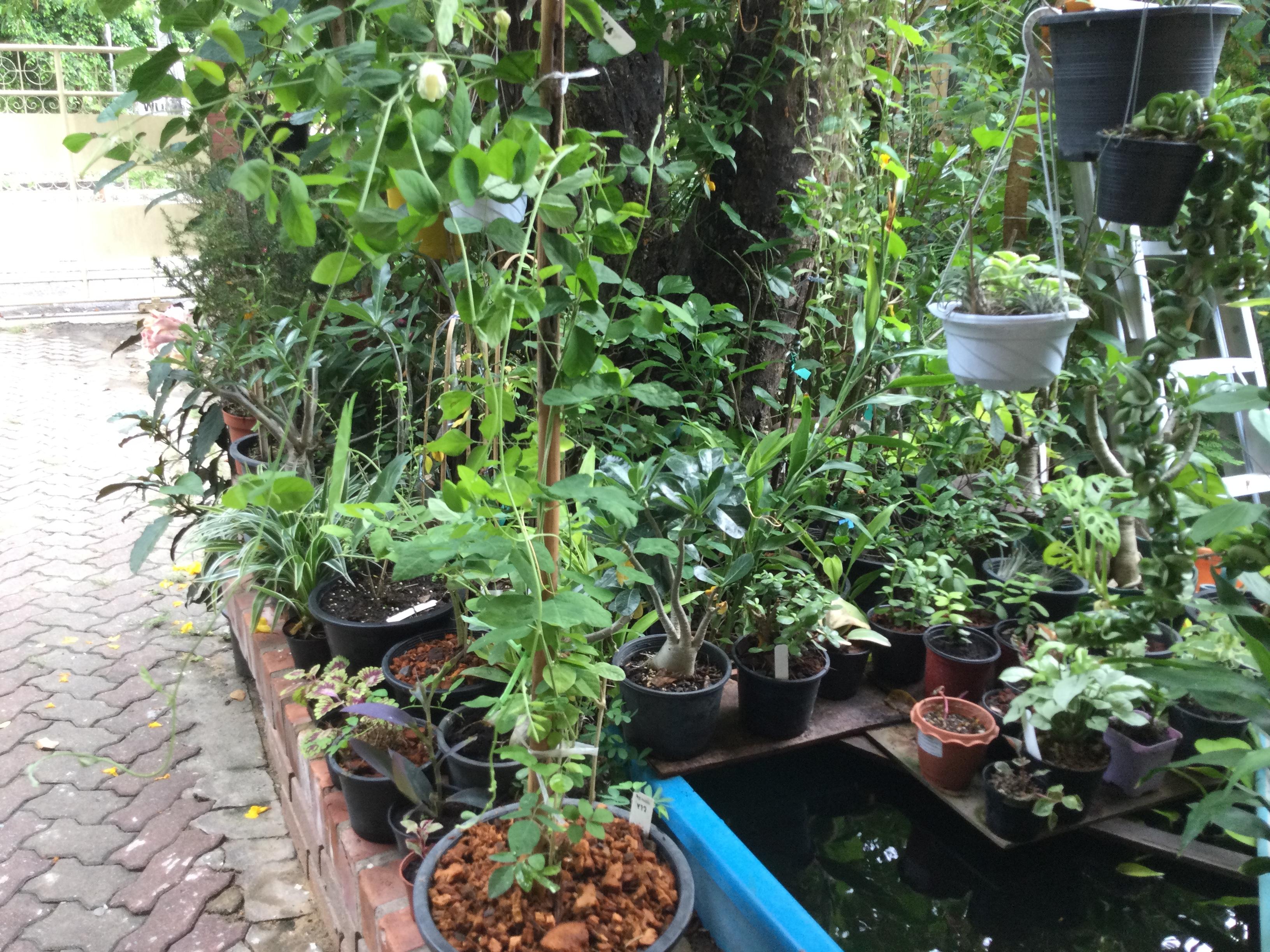 ต้นอัญชัน ดอกสีขาว ซ้อน กระถาง 8 นิ้ว