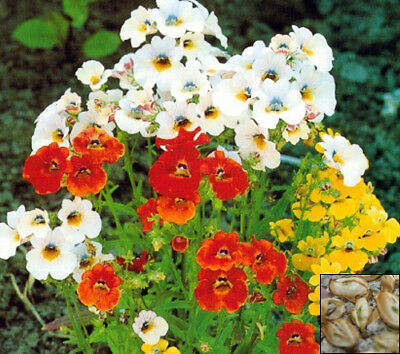 เนมีเซีย คาร์นิวัล (Nemesia Carnival) คละสี / 2,200 เม็ด (Hungary)