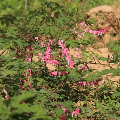 หทัยหยาดทิพย์ (Bleeding Heart) สีชมพู / 10 เม็ด