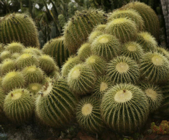 ถังทอง (Barrel cactus / Echinocactus Grusonii) / 20 เม็ด (Portugal)