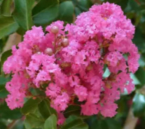 ต้นยี่เข่ง ชมพู กระถาง สูง 50-60 ซ.ม. / ต้น