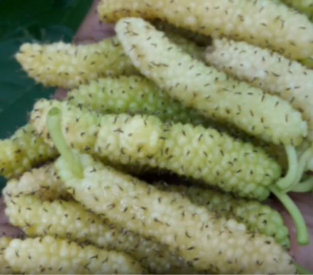 ต้นหม่อน (Mulberry) หิมาลายันขาว สูง 40-60 ซ.ม. / ต้น