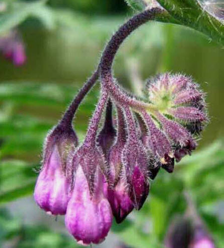 True Comfrey / Common Comfrey พันธุ์ใบเรียวยาว / 20 เม็ด (USA)