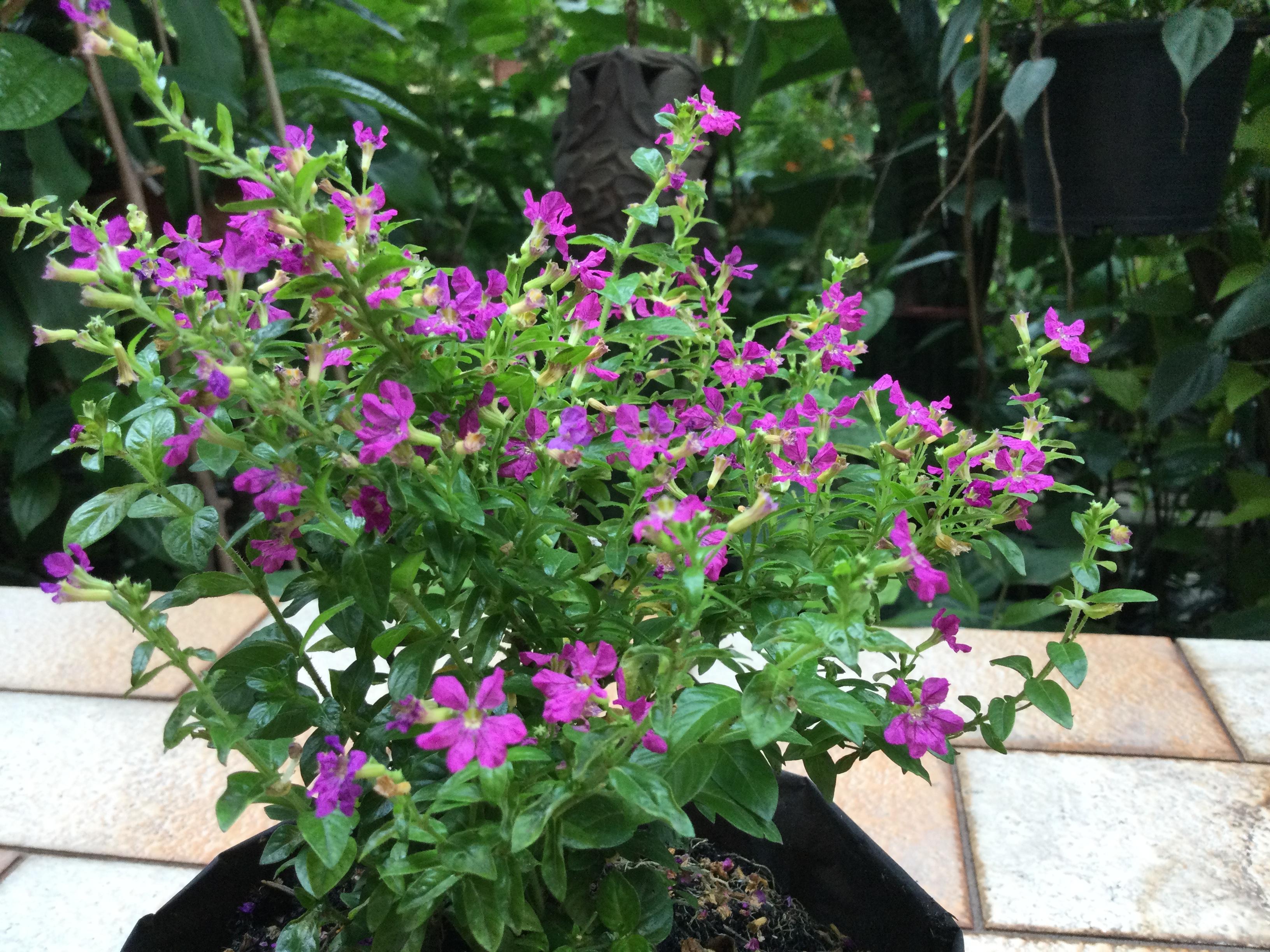 ต้นหลิวม่วง สูง 20-30 ซ.ม. / ต้น