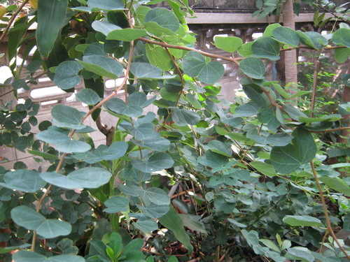 ต้นกาหลง ดอกแดง สูง 20-30 ซ.ม. / ต้น