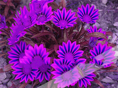 กาซาเนียแอฟริกา (Africa Gazania) คละ / 50 เม็ด