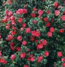 คามิเลียญี่ปุ่น (Japanese Camellia) สีแดง / 5 เม็ด