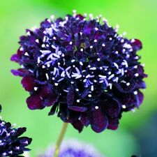 สกาบิโอซา แบล๊คไนท์ (Scabiosa - Black Knight) / 100 เม็ด (UK)