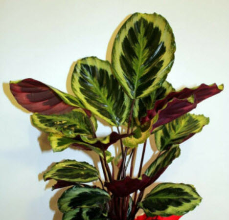 คล้าแฟนซี หรือคล้าไอศครีม (Calathea Warscewiczii) / 50 เม็ด (Vietnam)