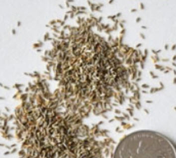 เดซี่ แชสต้า (Shasta Daisy) สีขาว / 2,000 เม็ด