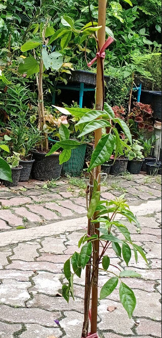 ต้นแพรชมพู กระถาง 8 นิ้ว เถายาว 100 ซ.ม. ขึ้นไป / ต้น