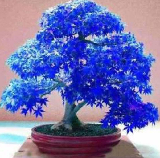 เมเปิ้ลญี่ปุ่น (Japanese Maple) สีน้ำเงิน / 30 เม็ด