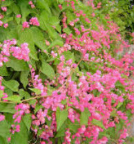 พวงชมพู (Mexican Creeper) / 10 เม็ด (ไทย)