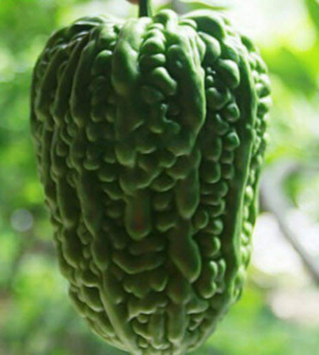 มะระเขียว (Balsam Pear) / 10 เม็ด (Taiwan)