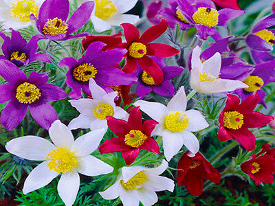 พาสคิว ฟลาวเวอร์ (Pasque flower) คละ / 35 เม็ด (UK)