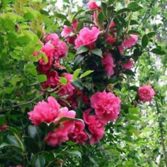 คามิเลีย (Camellia) / 10 เม็ด