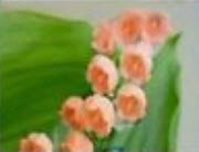 กล้วยไม้ระฆัง (Bell Orchid / Lily of Valley) คละ 10 สี / 200 เม็ด