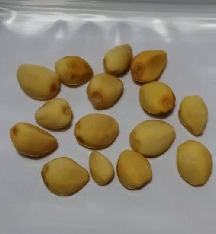 ดอกชมจันทร์ ดอกพระจันทร์ 15 เม็ด