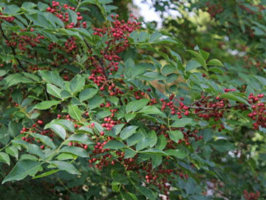 พริกไทยเสฉวน (Sichuan Pepper) / 50 เม็ด (China)*