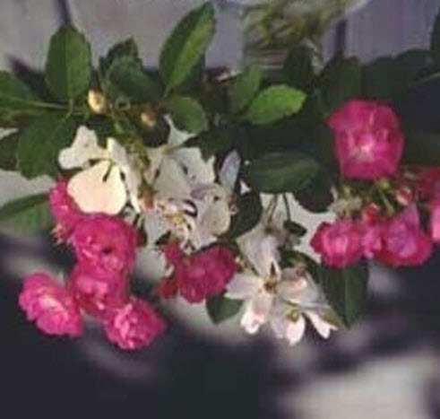 กุหลาบหนู ปีกนางฟ้า (Angel Wings) แคระ / 10 เม็ด (UK)* ขายส่ง