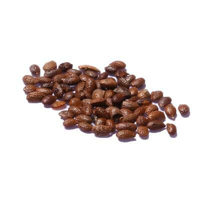 ฮันนี่เบอรี่ หรือแฮสแคป (Honeyberry / Haskap) / 200 เม็ด