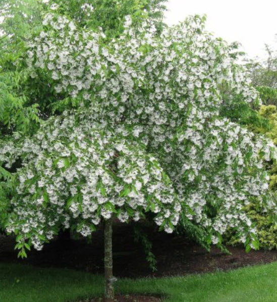 หงส์ฟู่ (Chinese Fringe Tree) สีขาว / 5 เม็ด (Australia)