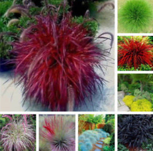 หญ้าฟาง (Fescue grass) คละหลายสี / 100 เม็ด