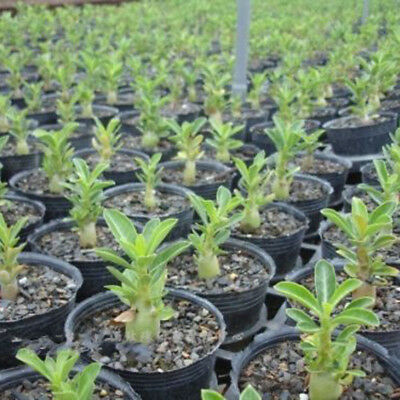 ชวนชม บอนไซ (Adenium bonsai) คละ / 200 เม็ด (นอก)