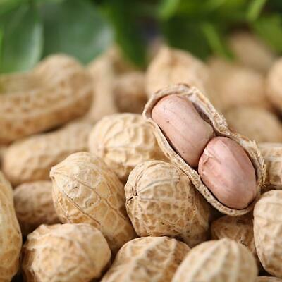 ถั่วลิสง (Groundnut Peanut) / 20 เม็ด (นอก)