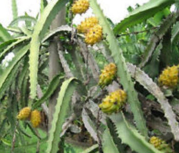 แก้วมังกรเหลือง (Yellow Pitaya) เนื้อขาว / 20 เม็ด