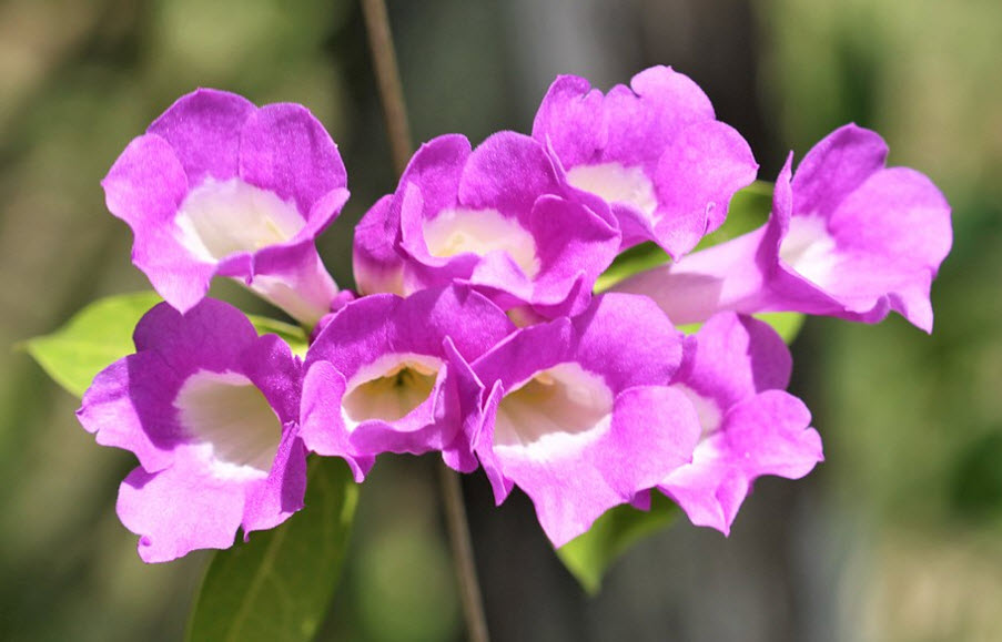 ต้นกระเทียมเถา (Garlic Vine) กระถาง สูง 30-40 ซ.ม. / ต้น (P2S)