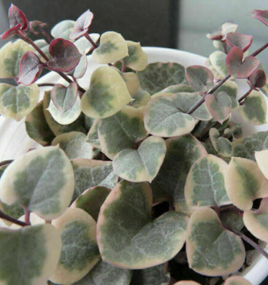 สายป่านดวงใจ (String of Hearts) คละแบบ / 100 เม็ด (China) มีเงื่อนไข