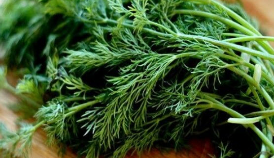 ผักชีลาว (Dill) / 200 เม็ด (Australia)