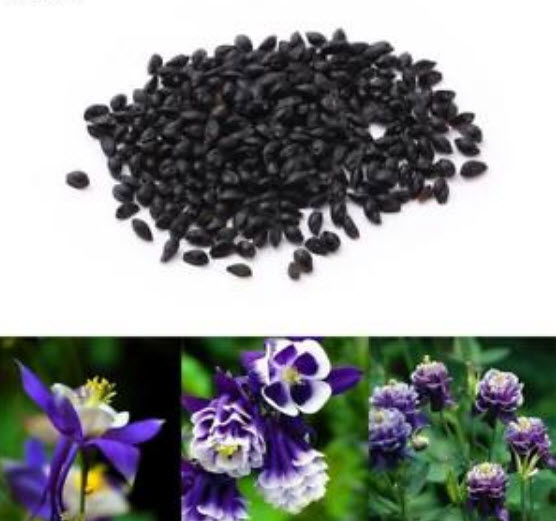 โคลัมบายน์ สีม่วง-ขาว (Columbine / Aquilegia) / 100 เม็ด