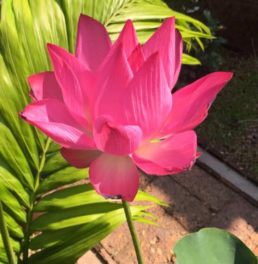 บัวหลวง ชมพูแดง / 10 เม็ด