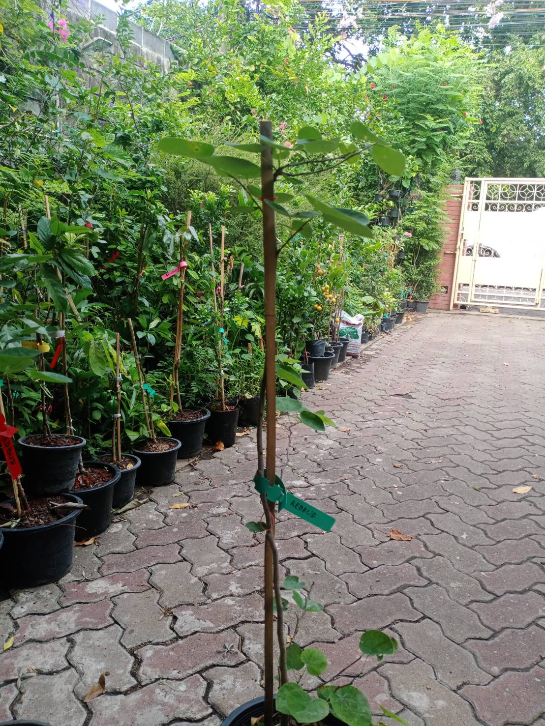 ต้น เรดบัด Redbud อายุต้น 3 ปี+ สูง 70-100 ซ.ม. ต้นไม้นำเข้าจากจีน